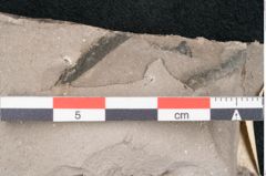 Foto (Detailansicht) von Dioclea protogaea Ettingshausen (NHMW-GEO-2024-0188-8040)